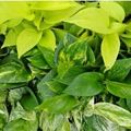 Assortment Pothos